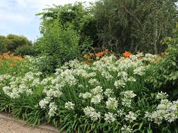 Agapanthus "Double Diamond" ® 0.10 - 0.20 m by Gradina Noastra