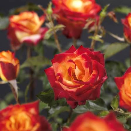 Trandafir pe picior "Mein Munchen" / Rosa "Mein Munchen"/