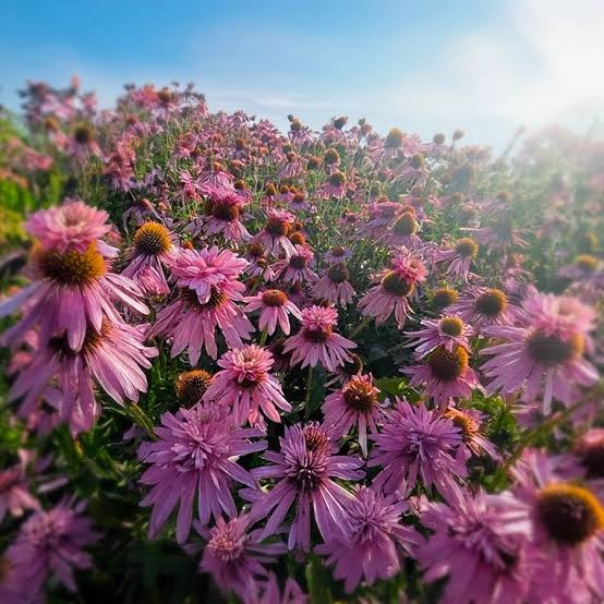 Echinacea purpurea "Double Decker"