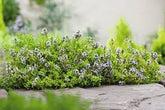 Cimbru comun pitic / Thymus vulgaris "Compactus"/ by Gradina Noastra