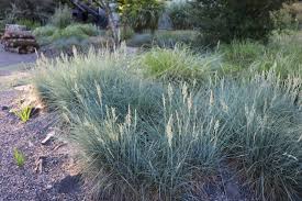 Festuca &quot;Cool as ice&quot;