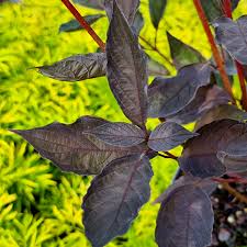 Cornus &quot;Flaviramea&quot; 0.40 -0.50 m / Cornus stolonifera &quot;Flaviramea&quot;/