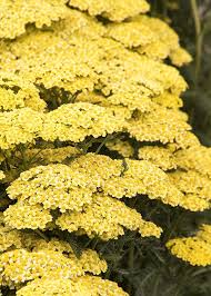 Achillea millefolium  &quot;Sunny Seduction&quot; ®  0.10 - 0.20 m
