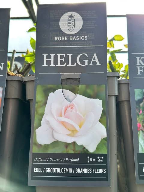 Trandafir pe picior "Helga" / Rosa "Helga"/