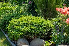 Molid "Little Gem " / Picea abies &