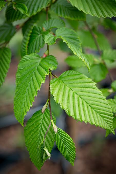Carpen "Rockhampton Red" arbore / Carpinus betulus  "Rockhampton Red"/