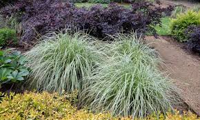 Carex morrowii &quot;Frosted Curls&quot; 0.20 - 0.30 m