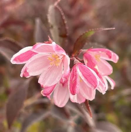 Deutzia × ‘Yuki Kabuki®’