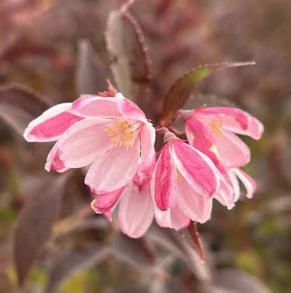 Deutzia × ‘Yuki Kabuki®’