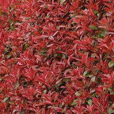 Photinia &quot;Carre Rouge&quot; minge 0.40 - 0.60 m / Photinia x fraseri &quot;Carre Rouge&quot;/