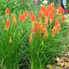 Kniphofia &