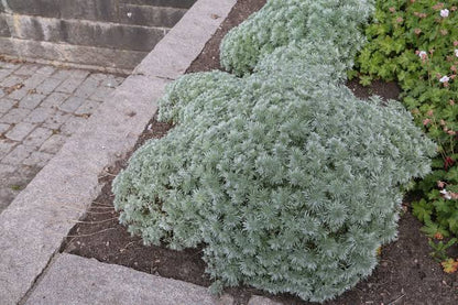 Tarhon decorativ pitic / Artemisia schmidtiana "Nana"