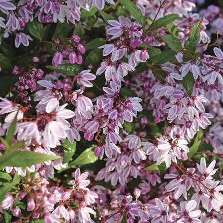 Deutzia × ‘Yuki Kabuki®’