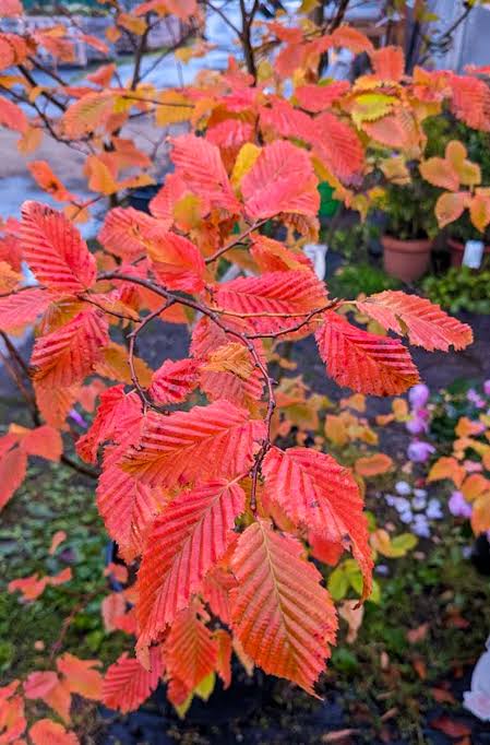Carpen "Rockhampton Red" arbore / Carpinus betulus  "Rockhampton Red"/