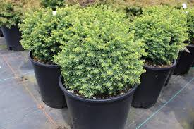 Molid "Little Gem " / Picea abies &