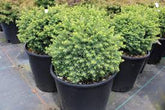 Molid "Little Gem " / Picea abies &