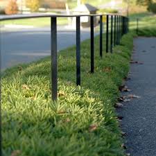 Bambus vesnic verde pitic 0.20 -0.30 m / Pleioblastus pygmaeus "Distichus" / by gradina-noastra