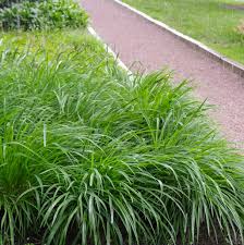 Carex morrowii &quot;Irish green&quot; 0.20 - 0.30 m