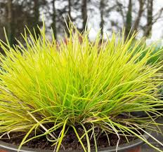 Iarbă albastră "Ami Gold" - / Festuca glauca "Ami Gold"/ by gradina-noastra