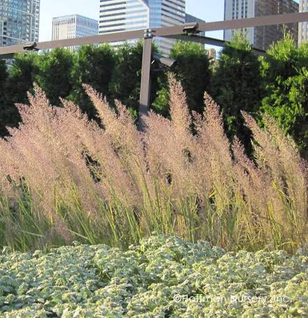 Calamagrostis brachytricha