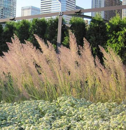 Calamagrostis brachytricha