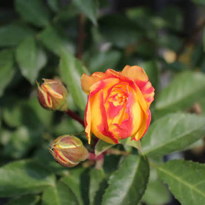 Trandafir floribunda "Lampion"/ Rosa floribunda "Lampion"/