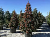 Ilex "Nellie R.Stevens" con / Ilex mutchagara "Nellie R.Stevens"/ by gradina-noastra