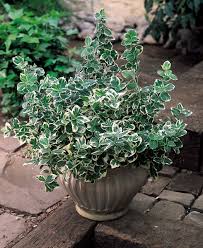 Salba japoneza „Emerald Gaiety” 0.20 - 0.40 m / Euonymus fortunei „Emerald Gaiety” / by gradina-noastra