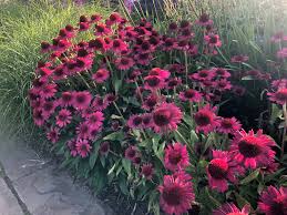 Echinacea purpurea &