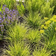 sesleria autumnalis 0.10 - 0.20 m