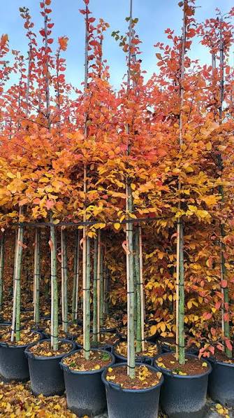 Carpen "Rockhampton Red" arbore / Carpinus betulus  "Rockhampton Red"/