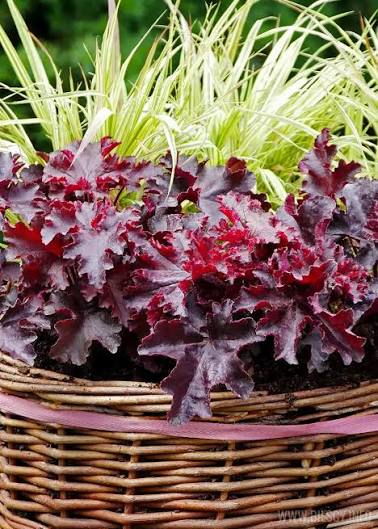 Heuchera "Melting Fire"