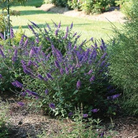 Liliac de vara "Blue Chip Jr." / Buddleja davidii "Blue Chip Jr."/