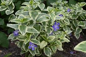 Vinca major "Variegata" 0.20 - 0.40 m by Gradina Noastra
