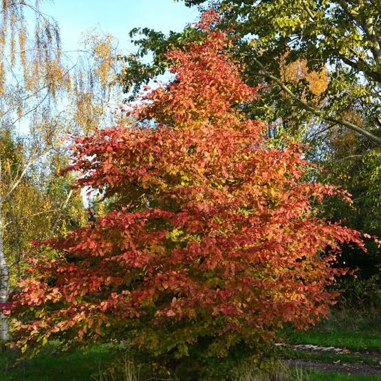 Carpen "Rockhampton Red" arbore / Carpinus betulus  "Rockhampton Red"/