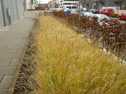sesleria autumnalis 0.10 - 0.20 m