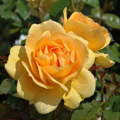 Trandafir floribunda "Absolutely Fabulous"/ Rosa floribunda "Absolutely Fabulous"/