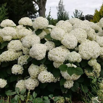 Hortensia " Incrediball Storm Proof" / Hydrangea arborescens "Incrediball Storm Proof"/