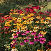 Echinacea purp. "Cheyenne Spirit" - Gradina Noastra