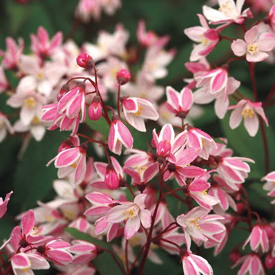 Deutzia × ‘Yuki Cherry Blossom®’
