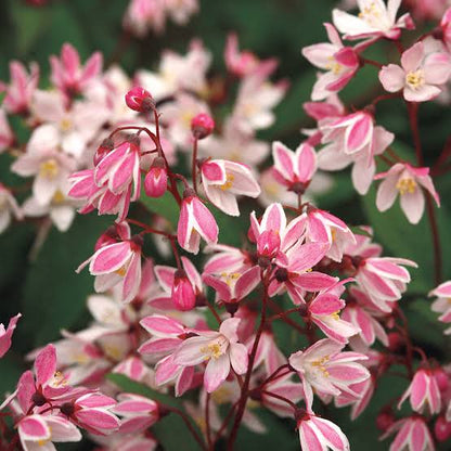 Deutzia × ‘Yuki Cherry Blossom®’