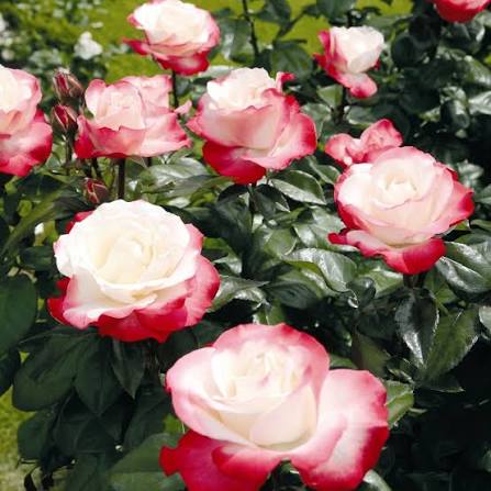 Trandafir pe picior "Nostalgie" / Rosa "Nostalgie"/