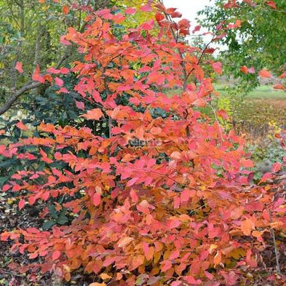 Carpen "Rockhampton Red" arbore / Carpinus betulus  "Rockhampton Red"/