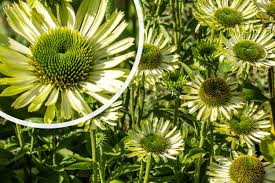 Echinacea purpurea &