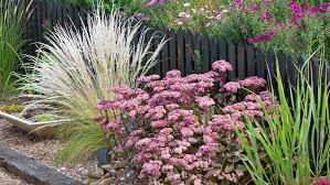 Iarba grasa "Matrona" 0.10 - 0.20 m / Sedum "Matrona"/ by gradina-noastra