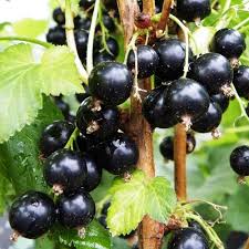 Coacăz Negru / Ribes nigrum Ben Nevis / by gradina-noastra