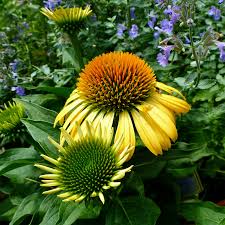 Echinacea purp. &quot;Harvest Moon&quot;  0.20 - 0.40 m