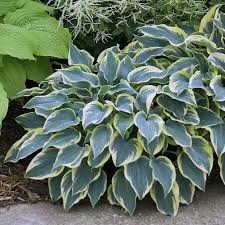 Hosta "First Frost" 0.20 - 0.30 m by Gradina Noastra