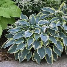 Hosta &quot;First Frost&quot; 0.20 - 0.30 m