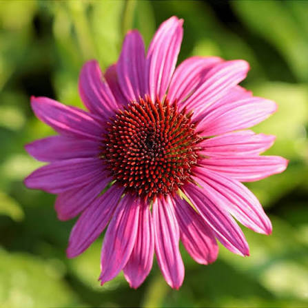 Echinacea purpurea "Lakota Rose"